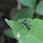 Ant-mimicking sac spider