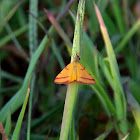 Purple-barred Yellow