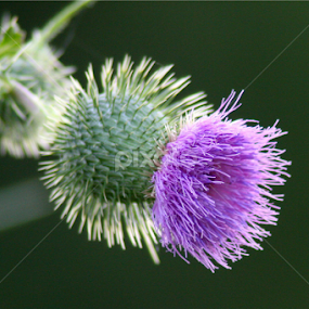 Thistle by Guy Longtin - Nature Up Close Other Natural Objects