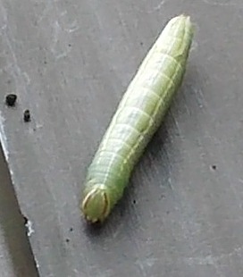 Orange Sulphur caterpillar