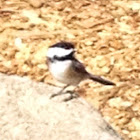 Black capped chickadee