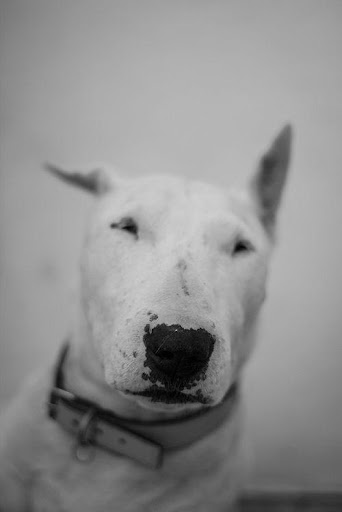 Bull Terrier Puzzle Game