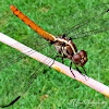 Roseate Skimmer Dragonfly (Female / Male)