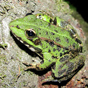Perez's Frog,Rã comum