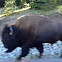 Bison