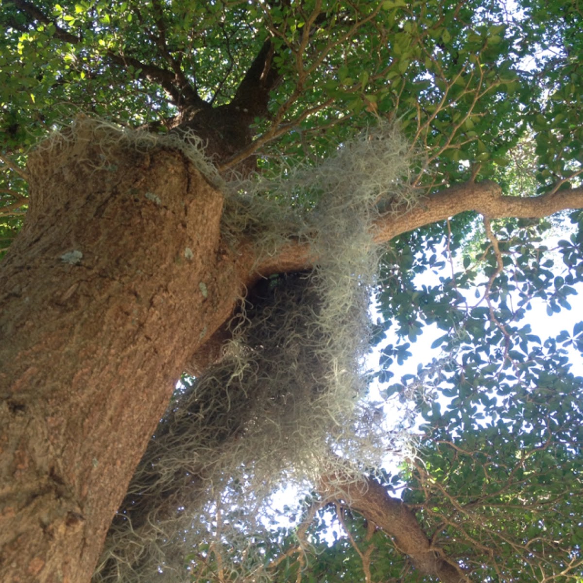 Spanish Moss