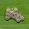 Birth of Owl Butterfly Caterpillars
