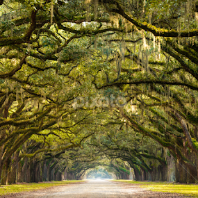 Wormsloe Plantation Live Oaks by Serge Skiba - Landscapes Forests