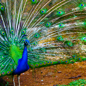 Peacock dancing by Manu K.S - Animals Birds