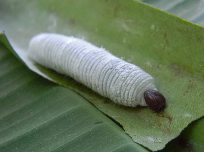 banana skipper caterpillar