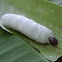 banana skipper caterpillar