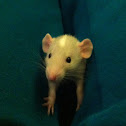 Baby dumbo rat