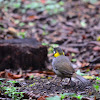 Pinzón orejiblanco  --  White-eared Ground-Sparrow