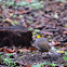 Pinzón orejiblanco  --  White-eared Ground-Sparrow