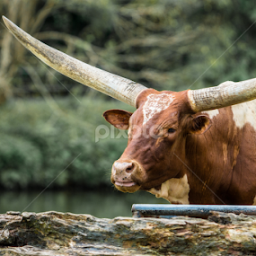 Ankole Cattle by Loke Inkid - Animals Other Mammals
