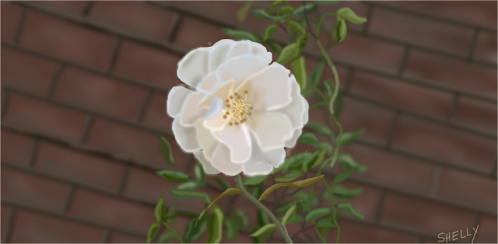 Wall Flower