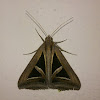 Brown-Black Erebid Moth