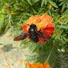 Violet carpenter bee (Μέλισσα ξυλουργός)