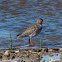 Redshank; Archibebe Común