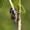 Tibicen Plebejus