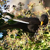 Blackbird - white wing bar