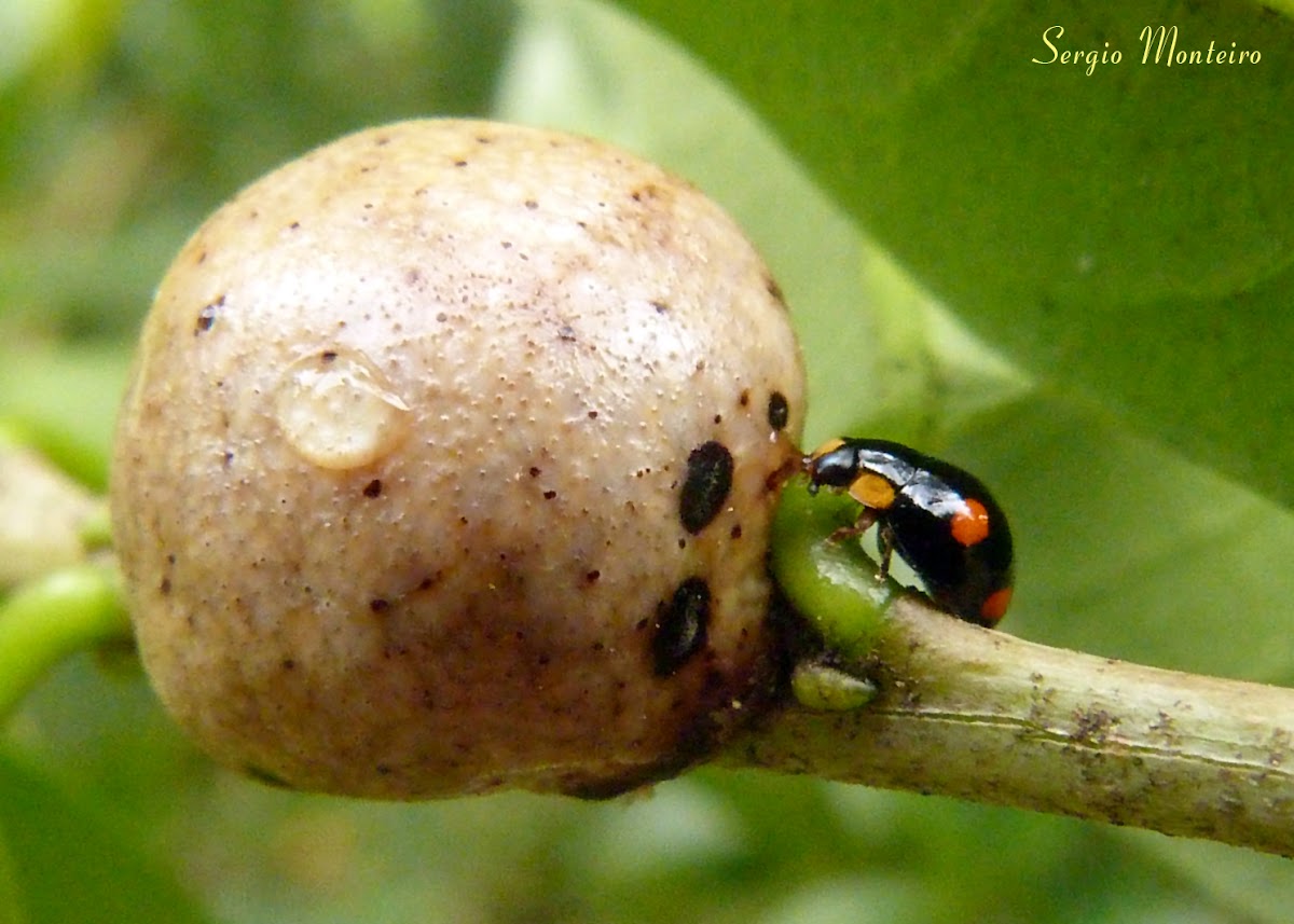 Ladybeetle and scale insect gall