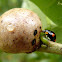 Ladybeetle and scale insect gall