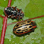 Cottonwood leaf beetle
