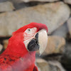 Red-And-Green Macaw
