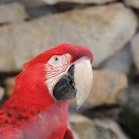 Red-And-Green Macaw