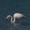 Flamenco (Flamingo)