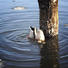 Mallard Duck couple