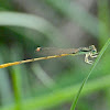 Spreadwing