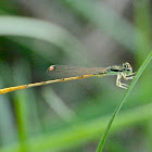 Spreadwing