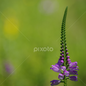 Simplicity by Jenny Gandert - Flowers Flowers in the Wild