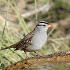 White-crowned Sparrow