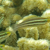 Striped Parrotfish (Juvenile)