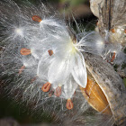 Common Milkweed (Seed Pod)