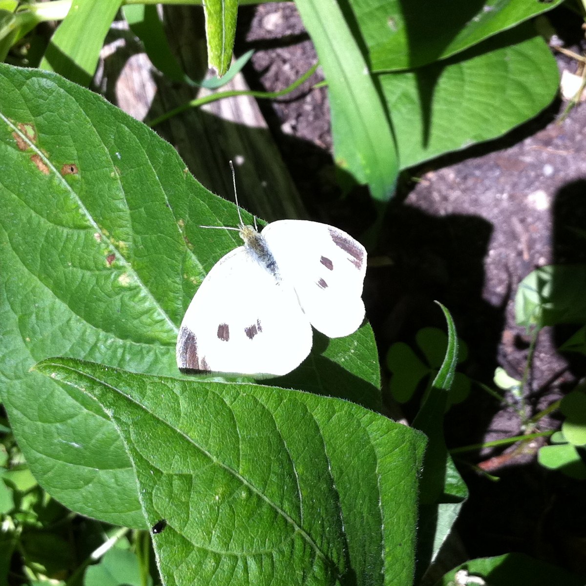 Cabbage White butterfly