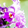 Hybrid Cattleya Orchid