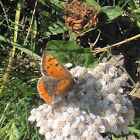 Small Copper on the Yarrow
