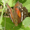 Scarlet peacock