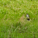 Eastern Kingbird