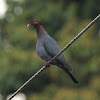 Red-necked Pigeon