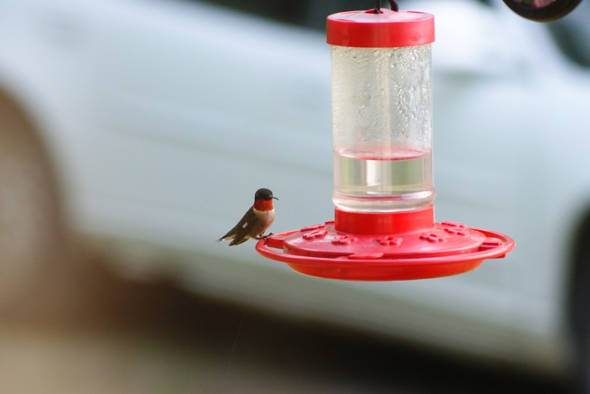 Ruby-throated Hummingbird