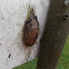 Ceropia Moth (Cocoon)