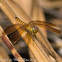 Grasshawk Dragonfly
