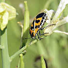 Harlequin Cabbage Bug