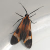 Lucetius Tiger Moth