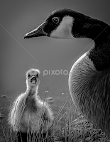 Mama! by Ron Meyers - Black & White Animals